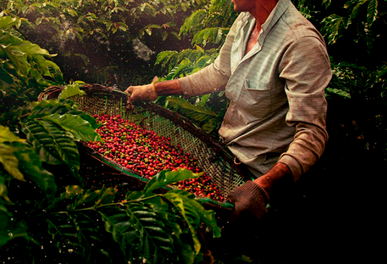 Бразилия. Крупнейший производитель кофе.
